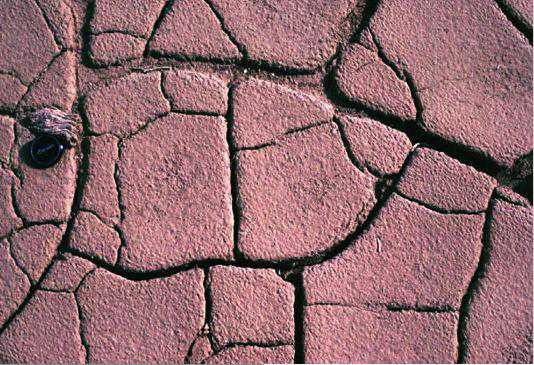 Desiccation cracks on Earth.