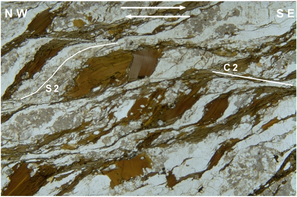 Photomicrograph of biotite fish