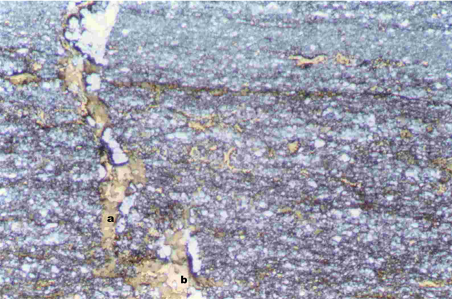 Sulphides along bedding and microveinlets.