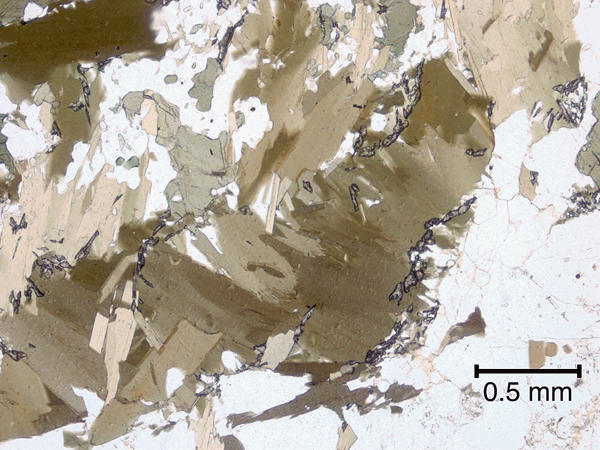 Biotite aggregate in the least deformed tonalite with granular titanite grains.