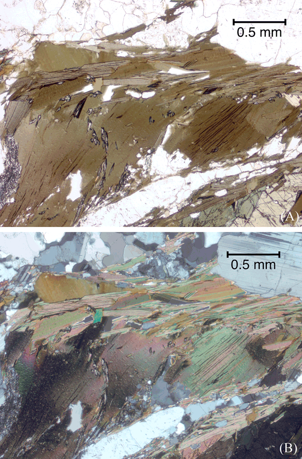 Biotite grain bent, deformed and recrystallized into a developing foliation.