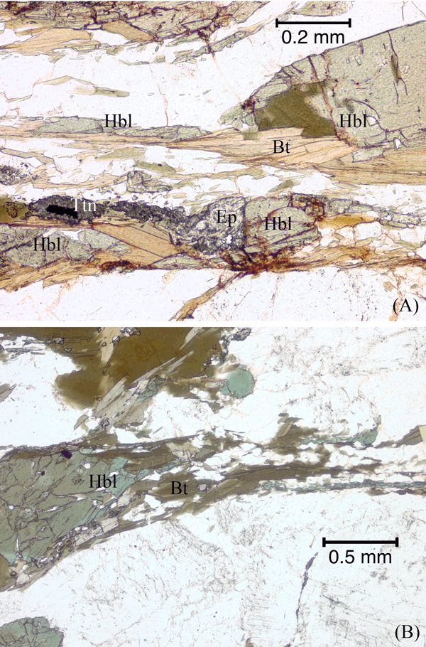 Hornblende partially replaced by biotite and fragmented into a folium.