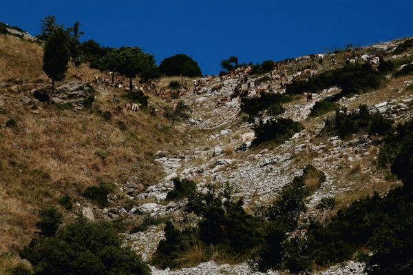 Ravine fault puts First Flysch Beds against Flysch Transition Beds.