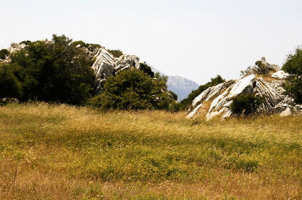 Folds in Thick White Limestone Beds south of horse pasture.