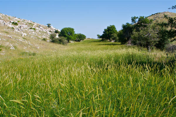 Grassy Fault Trace