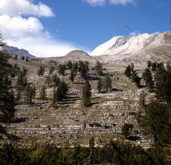 The Calcari Grigi Formation.