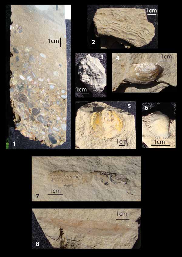 Burdigalian fossils